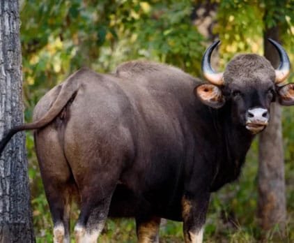 Indian Gaur (Bison)