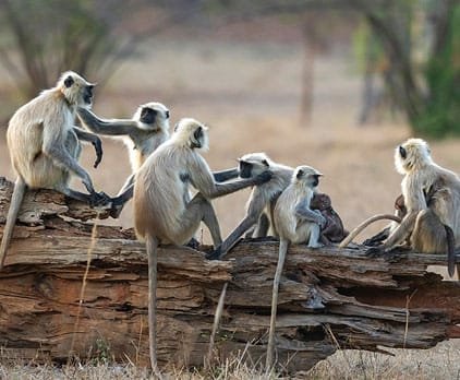 Langur / Rhesus Macaque