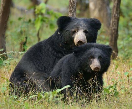 Sloth Bear