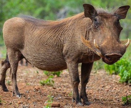 Wild Boar